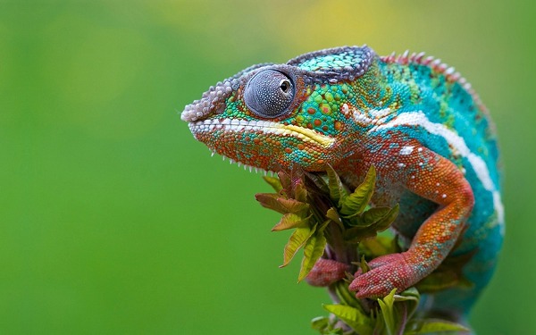 chameleon chameleon